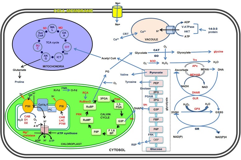 FIGURE 1