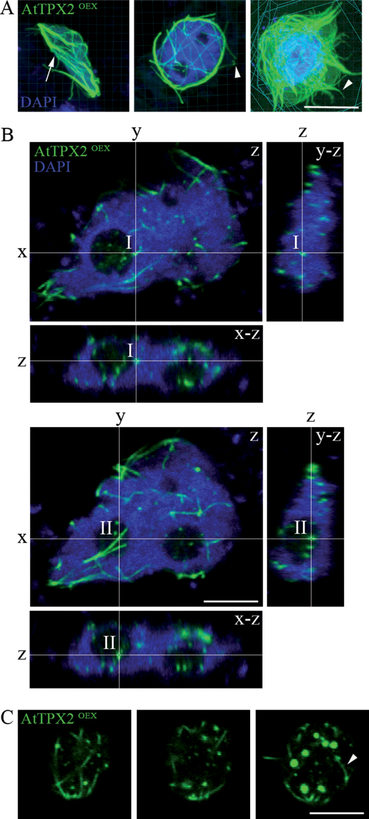 Fig. 3.