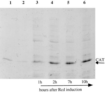 FIG. 6