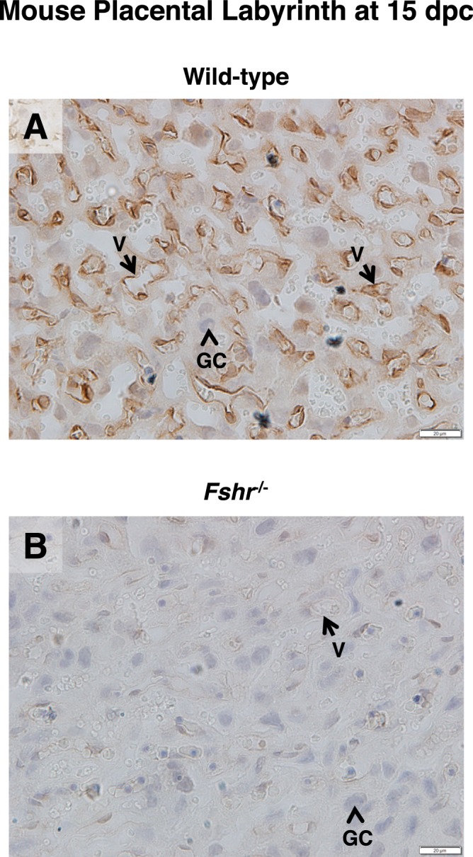 FIG. 7