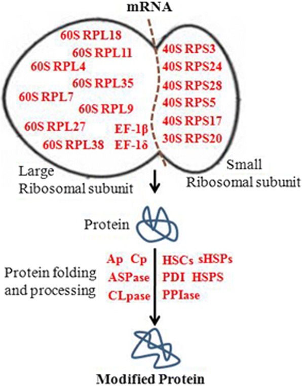 Fig. 6