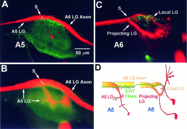 Fig. 13.