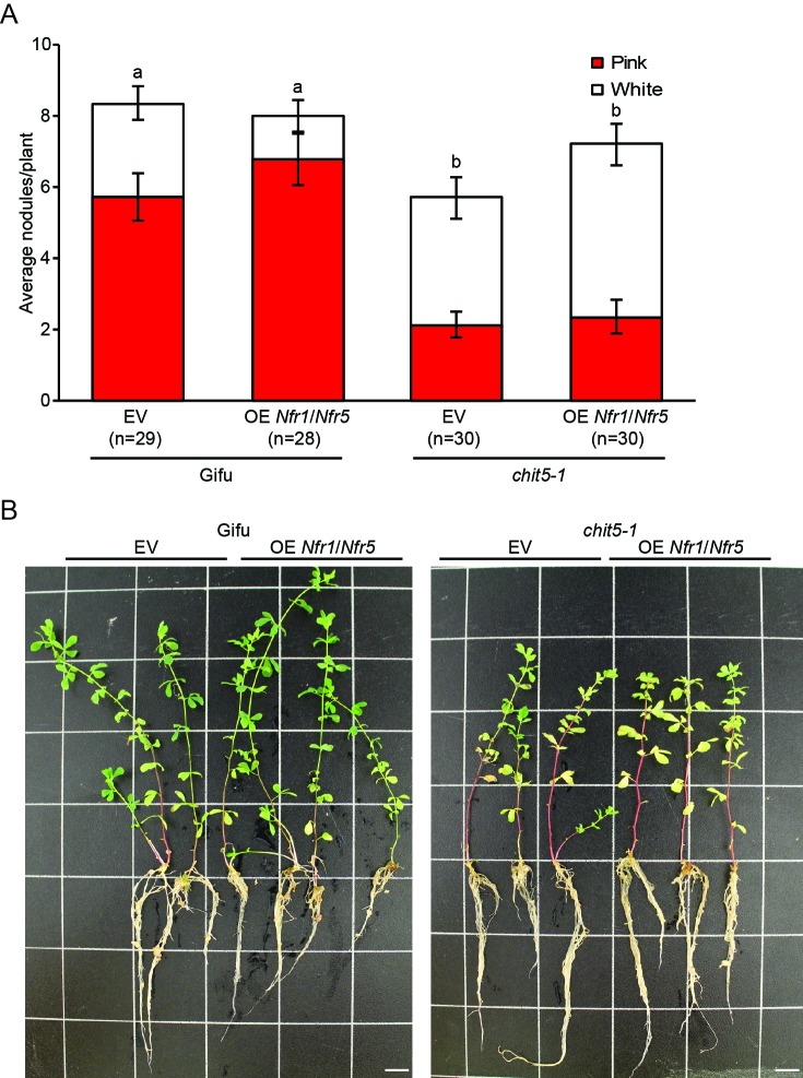 Figure 4—figure supplement 2.