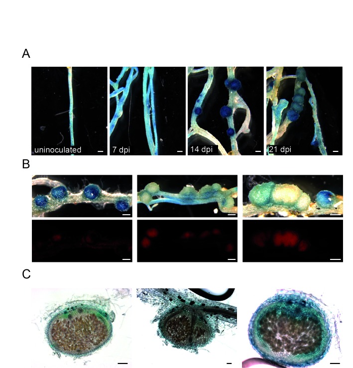 Figure 3—figure supplement 4.