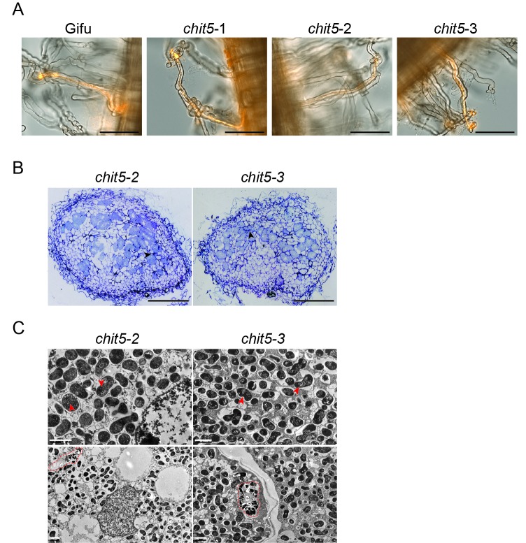 Figure 2—figure supplement 1.