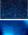 Fig. 15