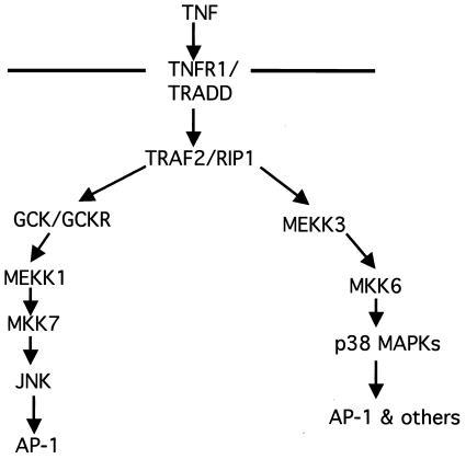 FIG. 5.