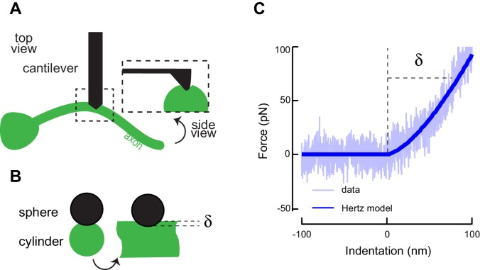 Figure 4—figure supplement 1.