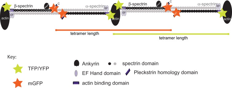 Figure 5—figure supplement 1.