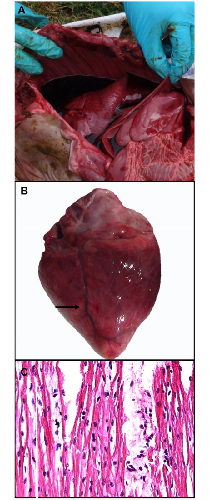 Fig 1