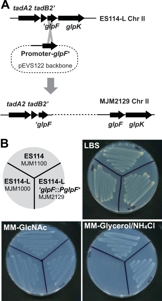 FIG 2