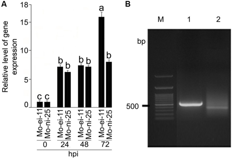 FIGURE 1