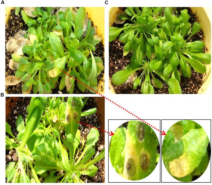 FIGURE 3