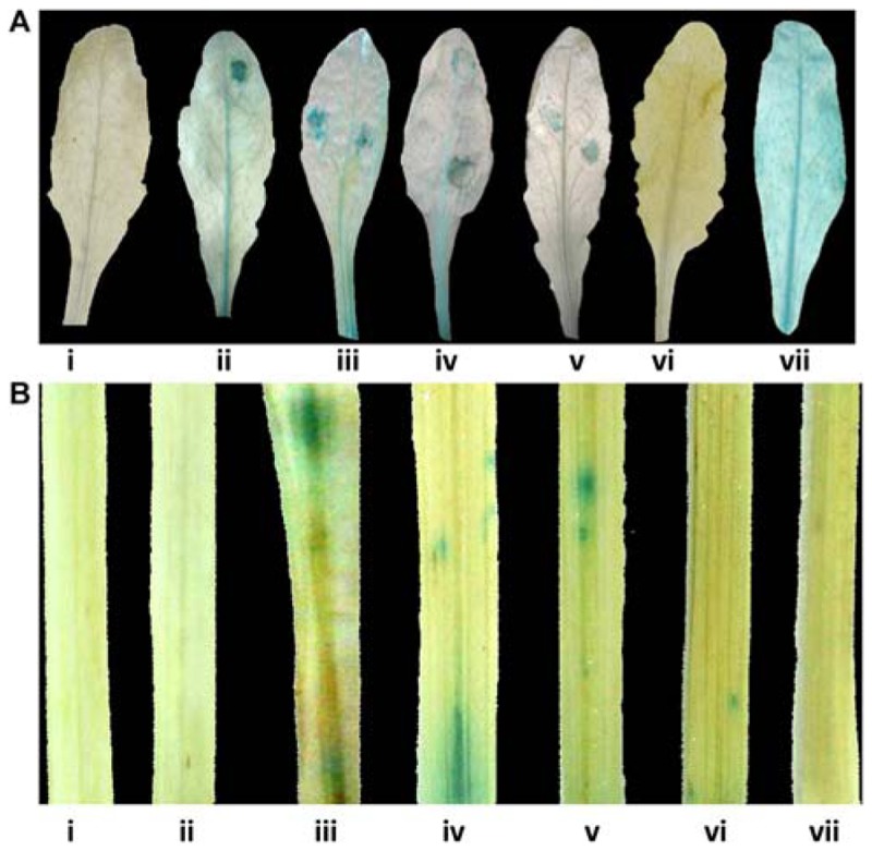 FIGURE 4