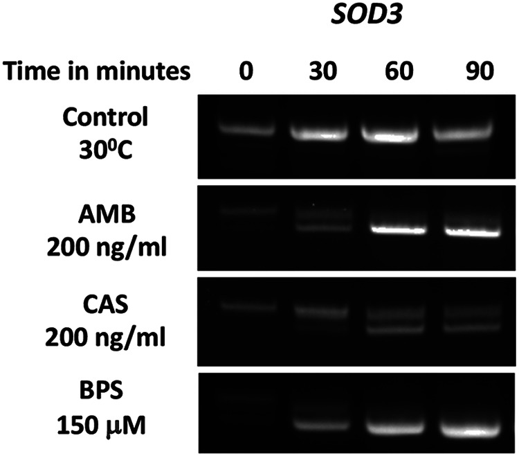 FIG 3