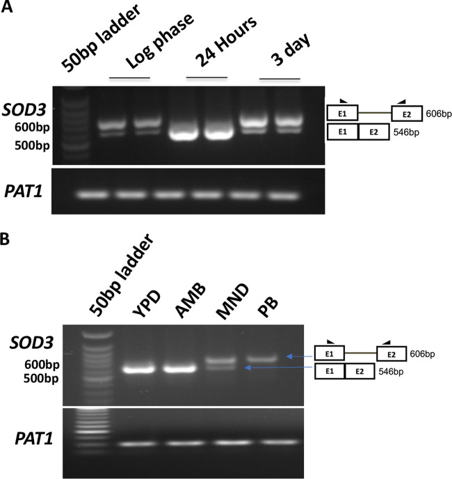 FIG 6