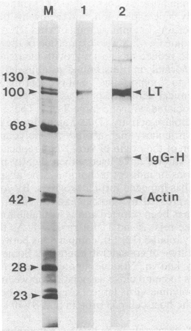 graphic file with name pnas00608-0019-a.jpg