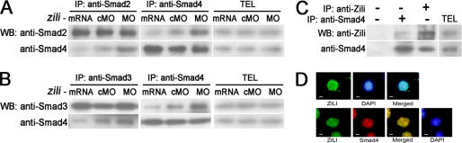 FIGURE 4.