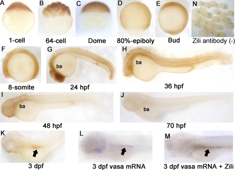 FIGURE 1.