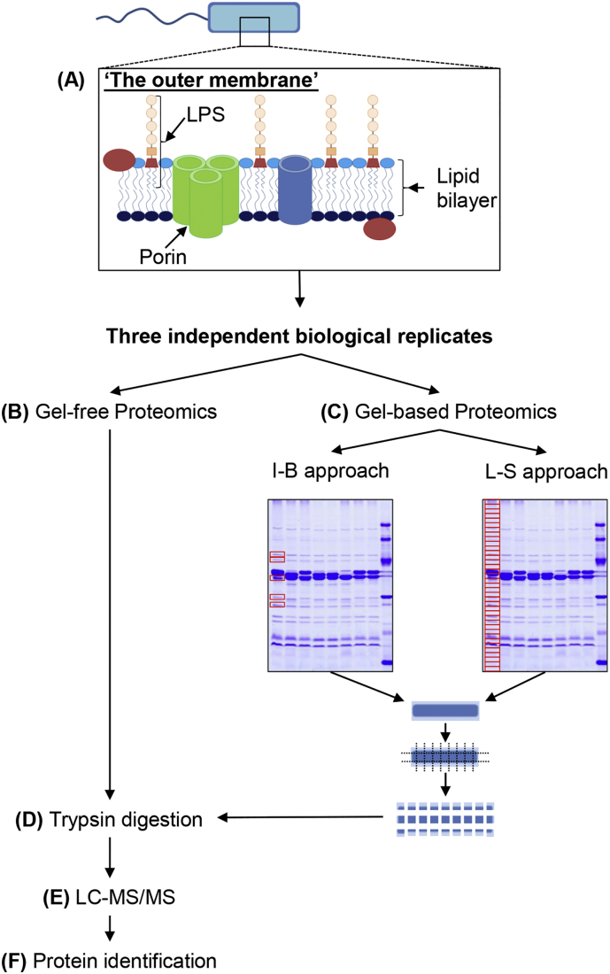 Supplementary Fig. S1