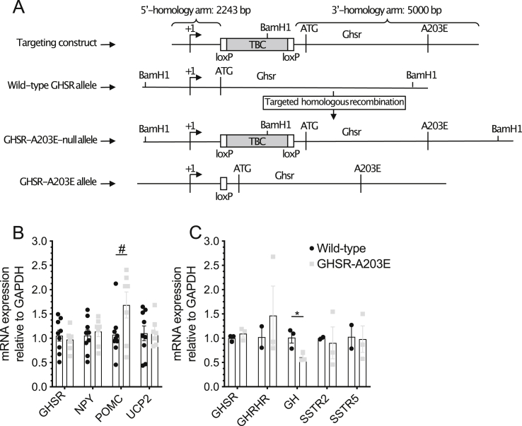 Figure 2