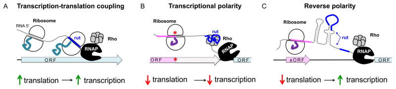 Learning from the Leaders: Gene Regulation by the Transcription ...