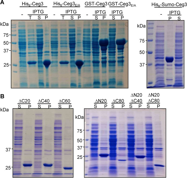 Figure 3—figure supplement 3.