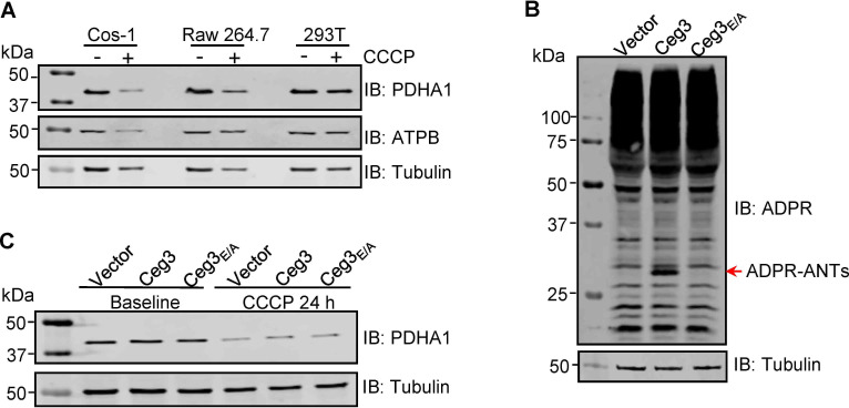 Figure 5—figure supplement 1.