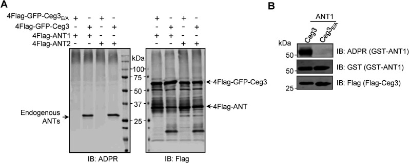 Figure 3—figure supplement 4.