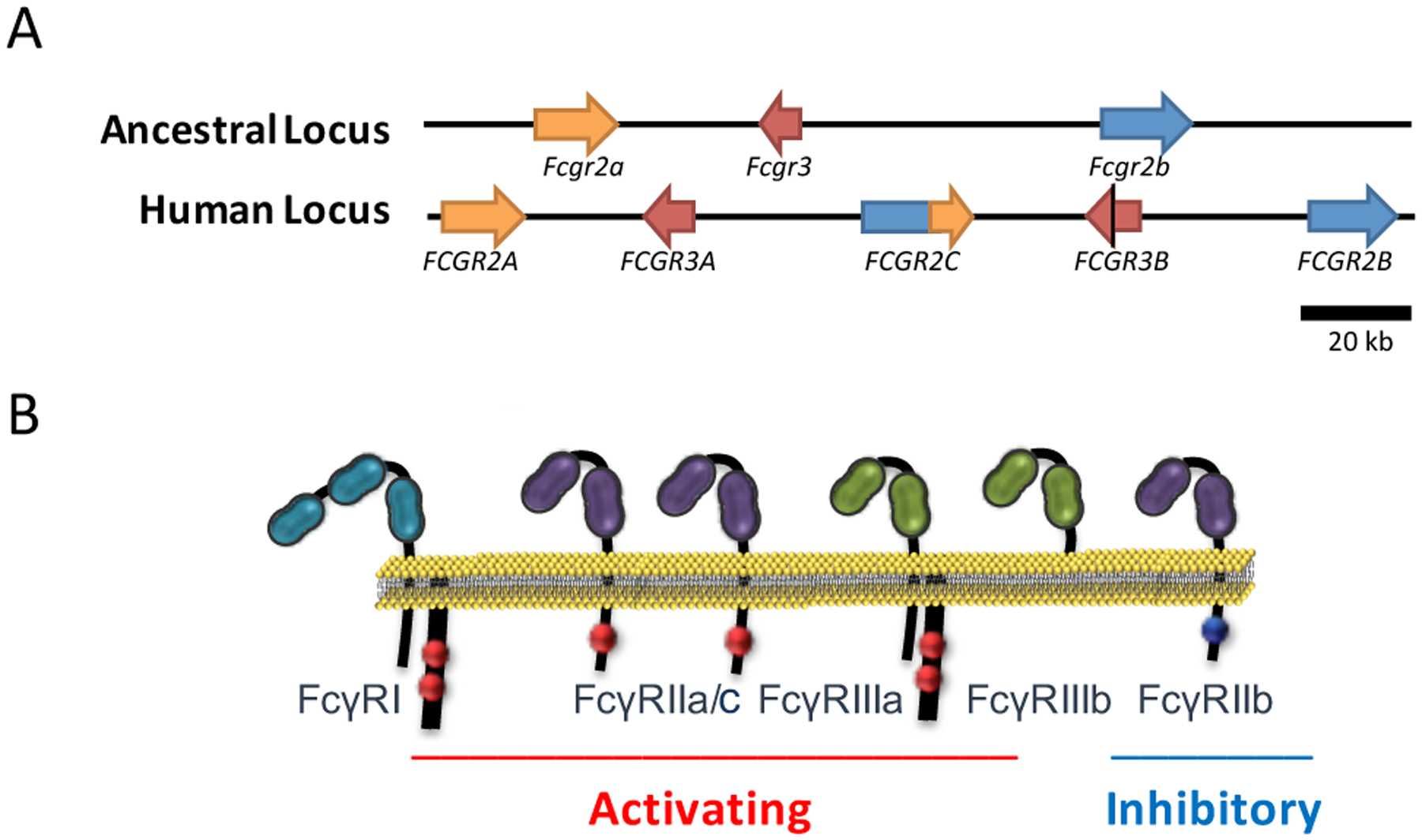 Figure 1: