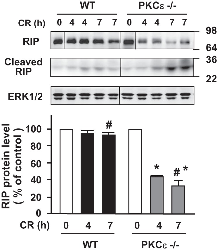 Fig. 11.