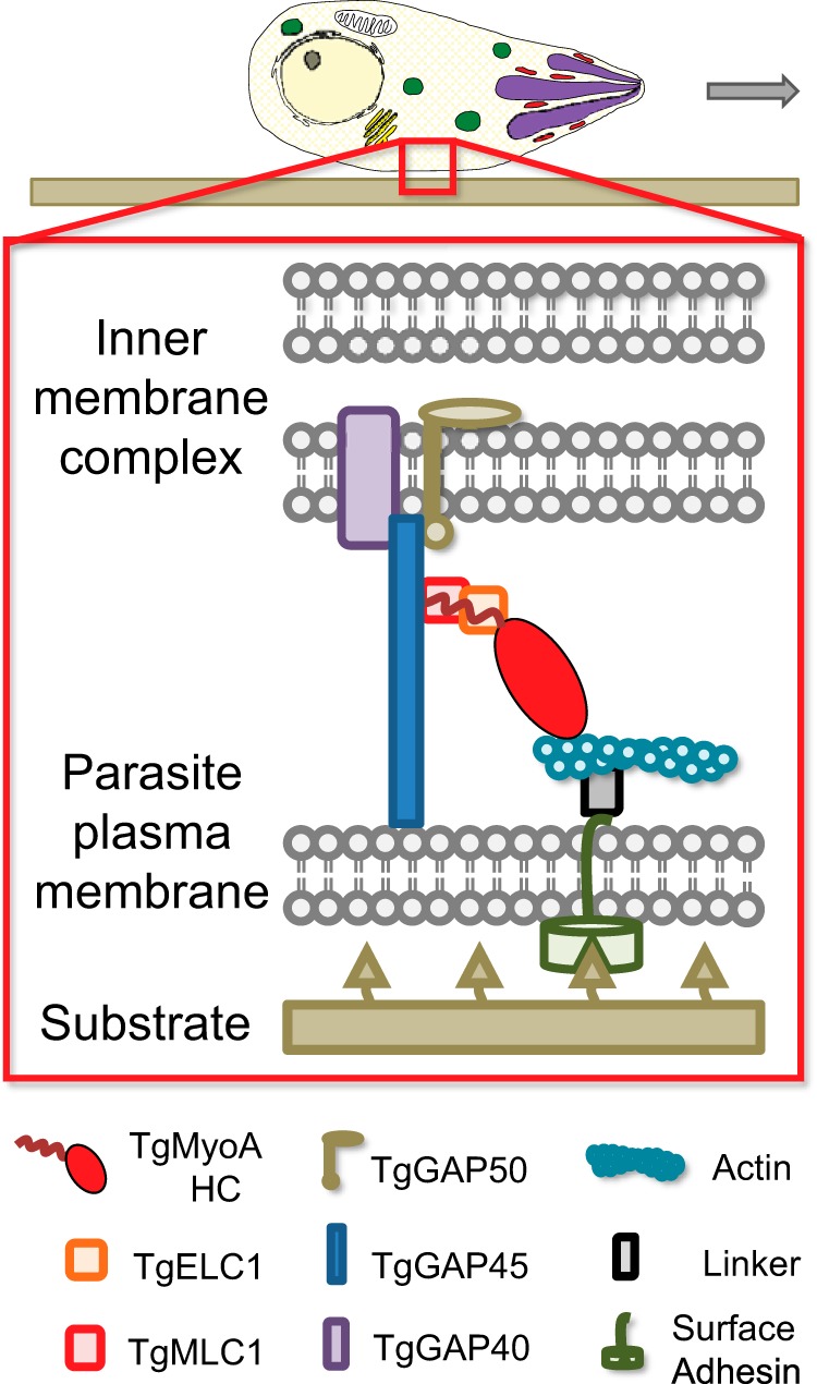 FIGURE 1.