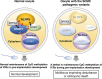Graphical Abstract