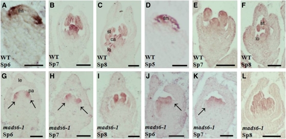 Figure 6.