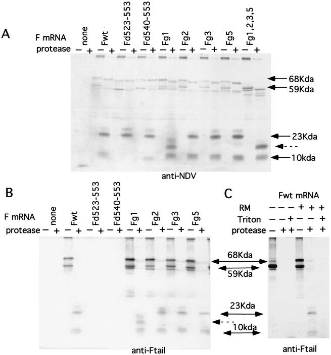 FIG. 5.