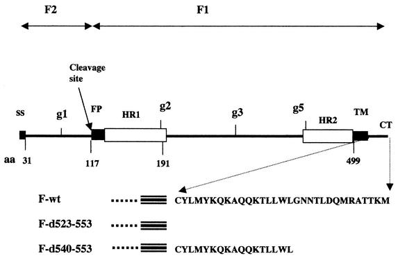 FIG. 1.