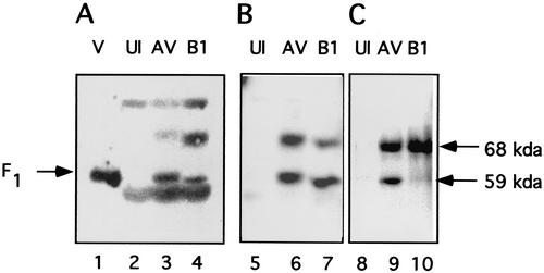 FIG. 6.