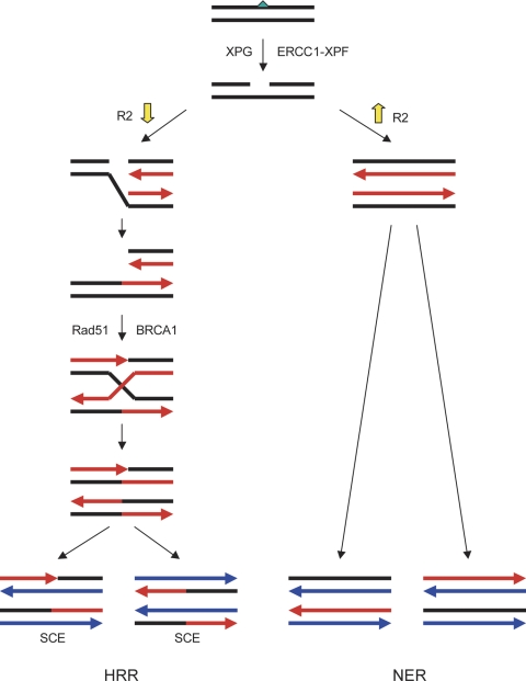 Fig. 8.