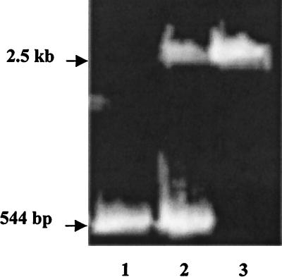 FIG. 1