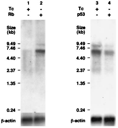 FIG. 7