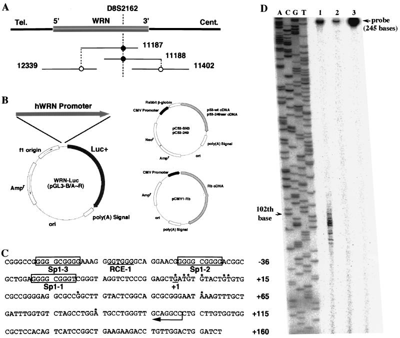 FIG. 1