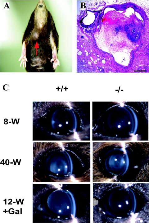 FIG. 8.