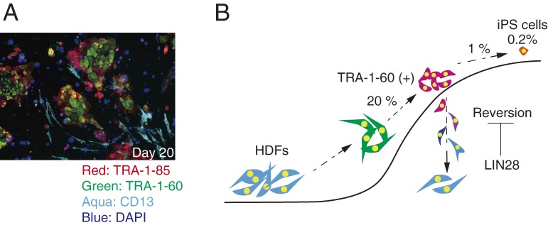 Figure 3. 