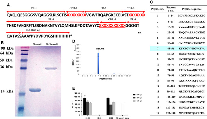 Novel Engineered Nanobodies Specific For N‐terminal Region Of Alpha 