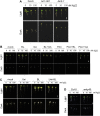 Figure 4—figure supplement 2.