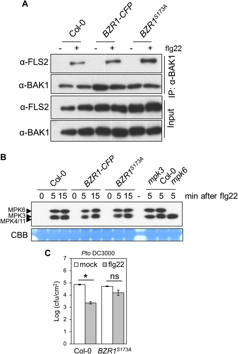 Figure 2—figure supplement 1.