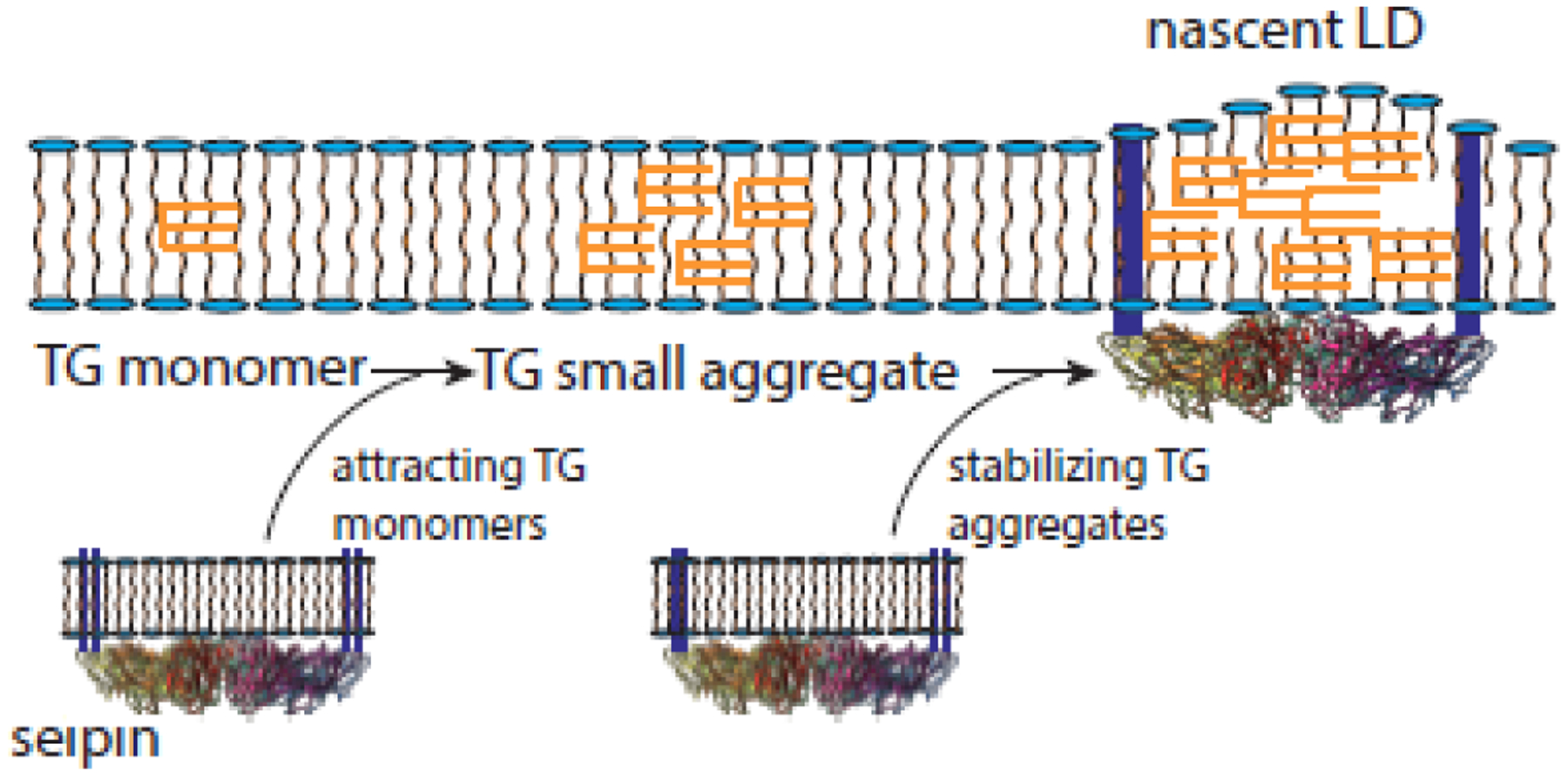 Figure 1: