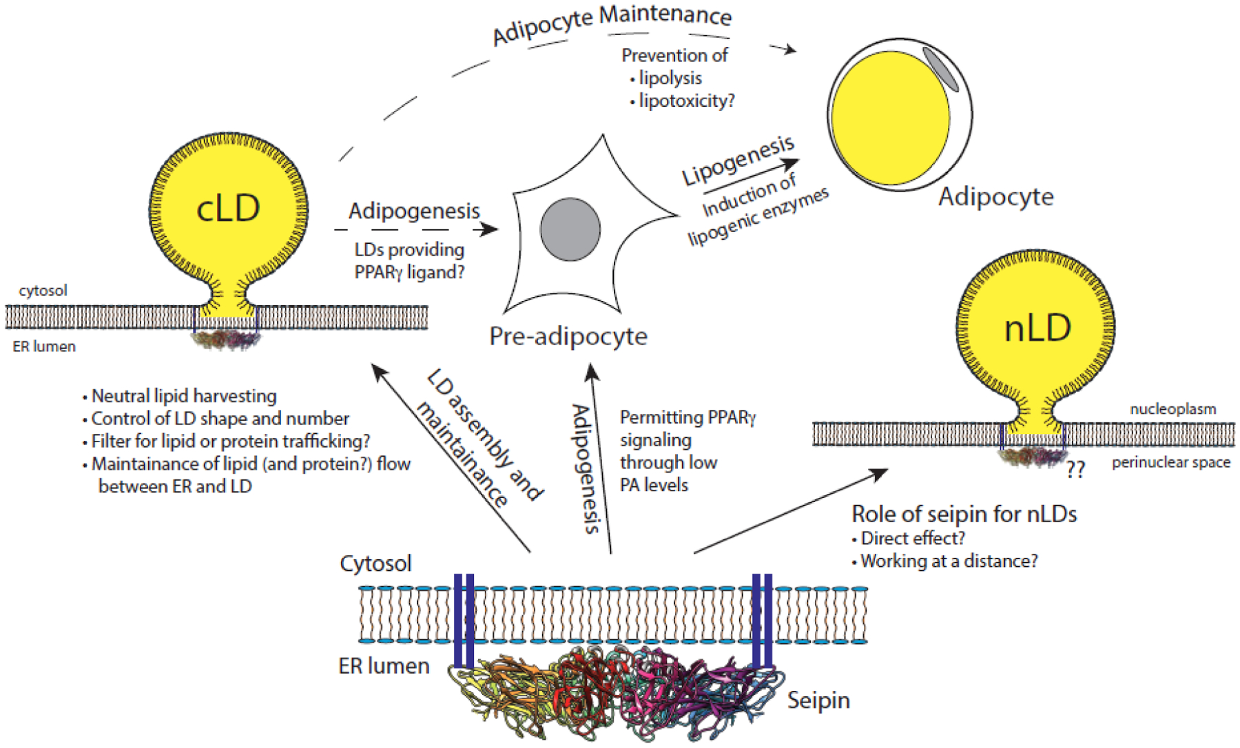 Figure 3 (Key Figure):