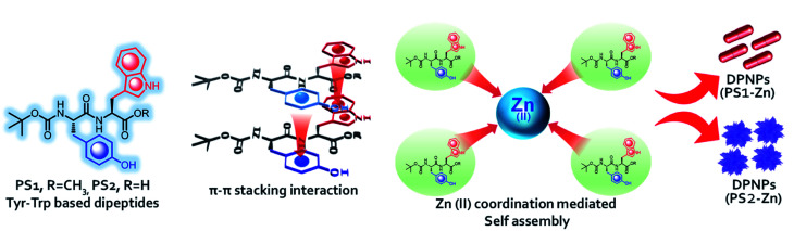 Self Assembled Dipeptide Based Fluorescent Nanoparticles As A Platform For Developing Cellular 6647