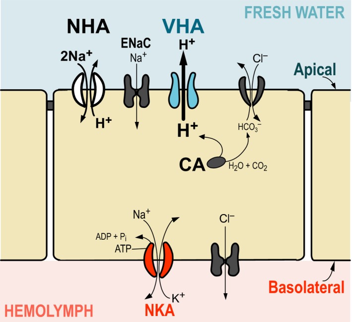 Figure 6